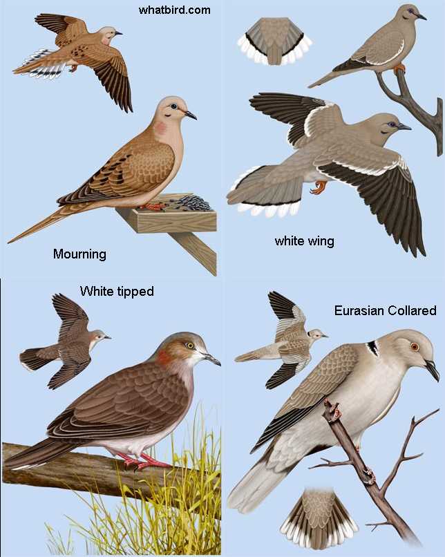 Dove types in Texas